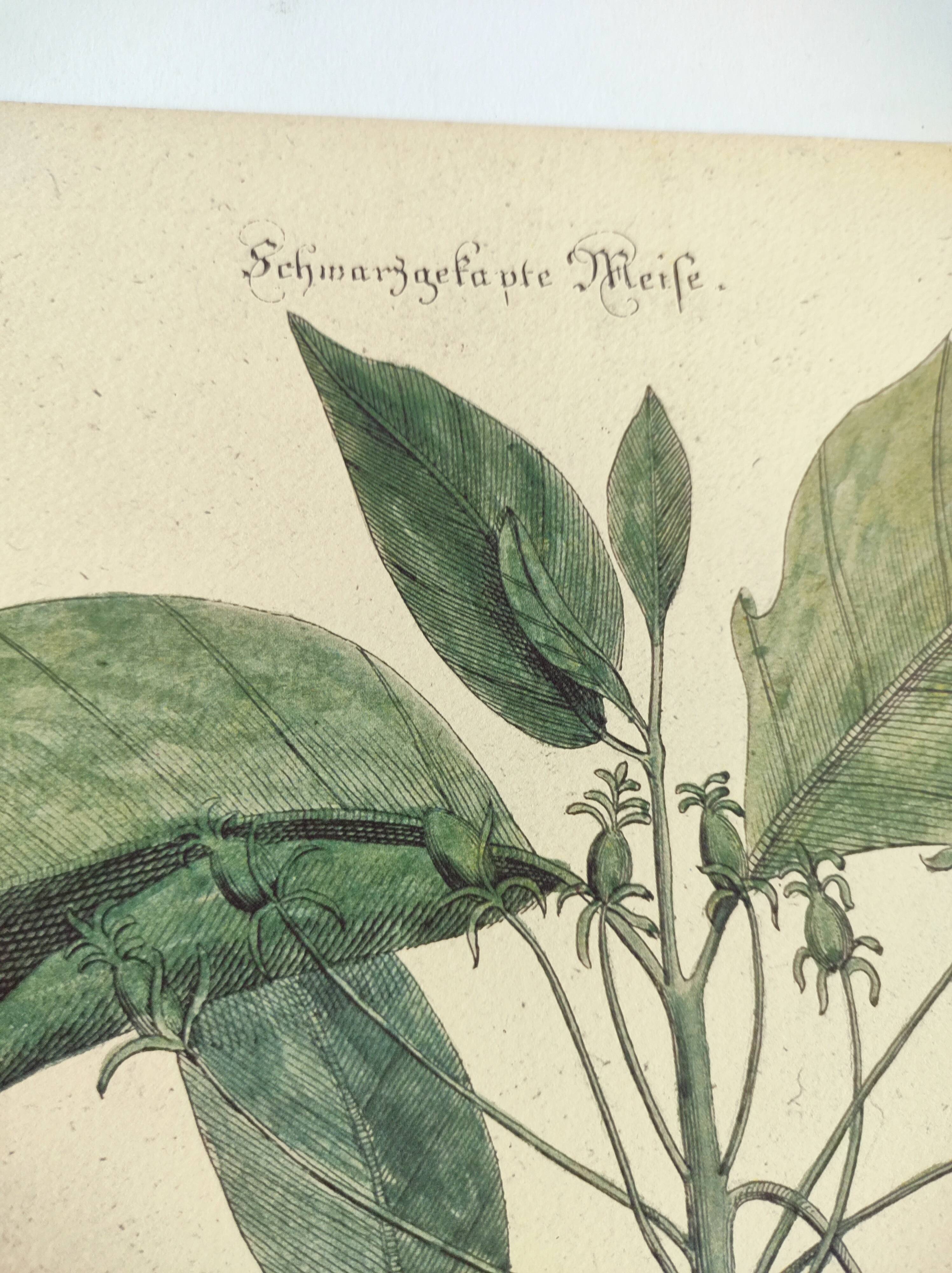 Antique bird engraving from 1973 - Black-capped Tit - Zoological plate by Seligmann & Catesby