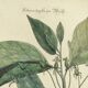 Antique bird engraving from 1973 - Black-capped Tit - Zoological plate by Seligmann & Catesby