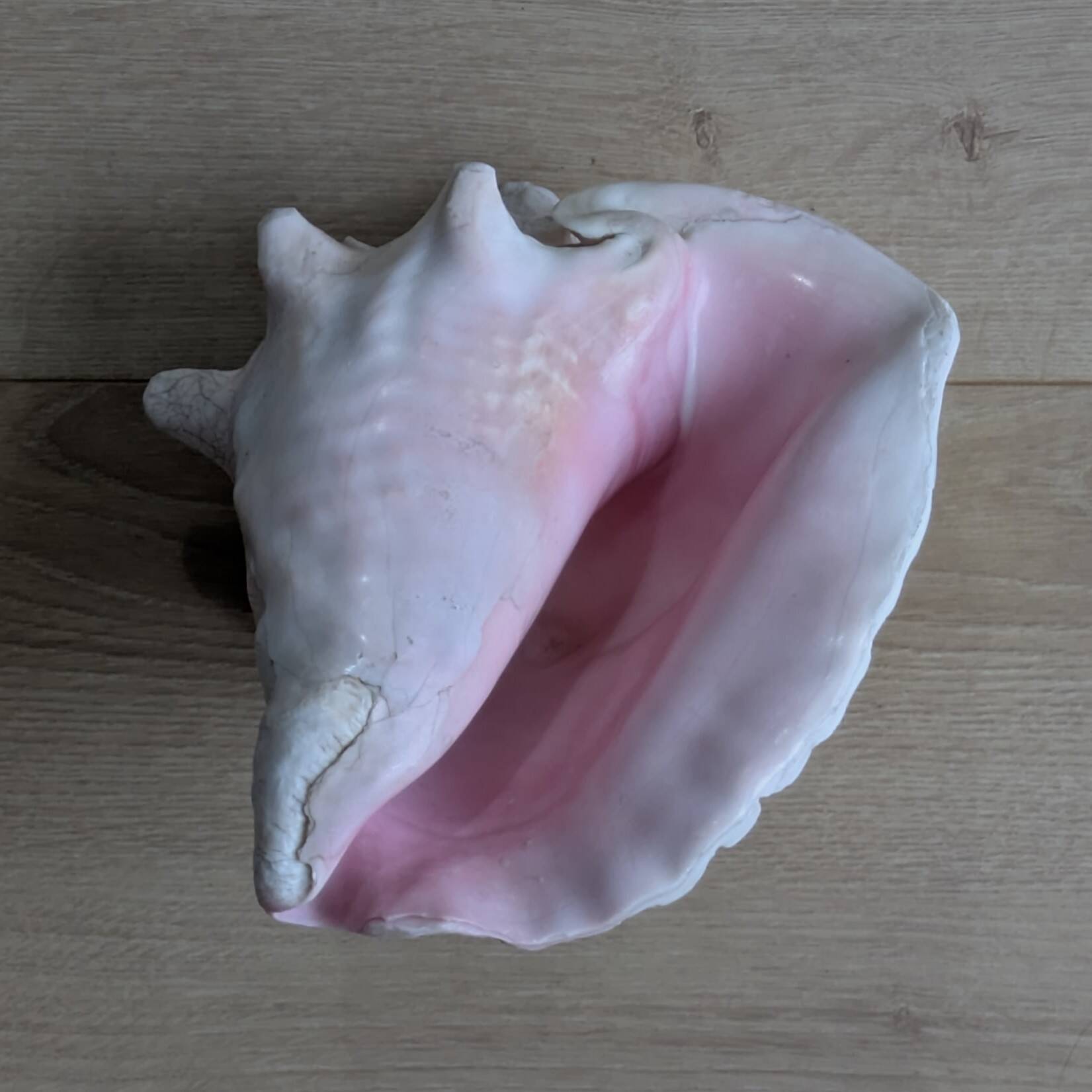 Heavy Marine Shell "Lambi" (Strombus Gigas) - Pink Interior - 1.37 kg