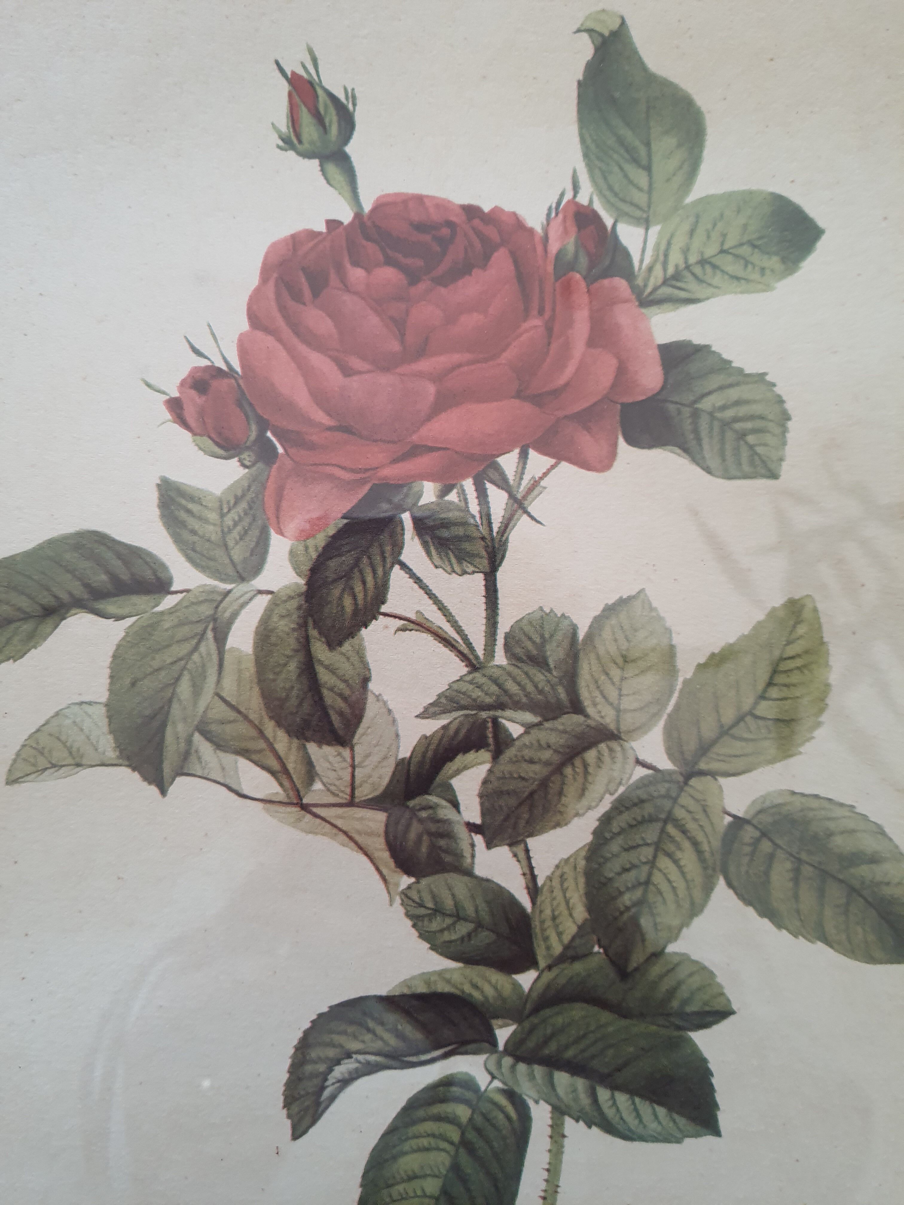 Dreaded pink engraving