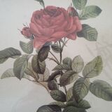 Dreaded pink engraving