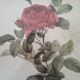 Dreaded pink engraving