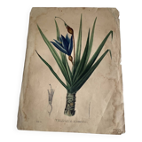Botanical plate Vellosia Aloefolia