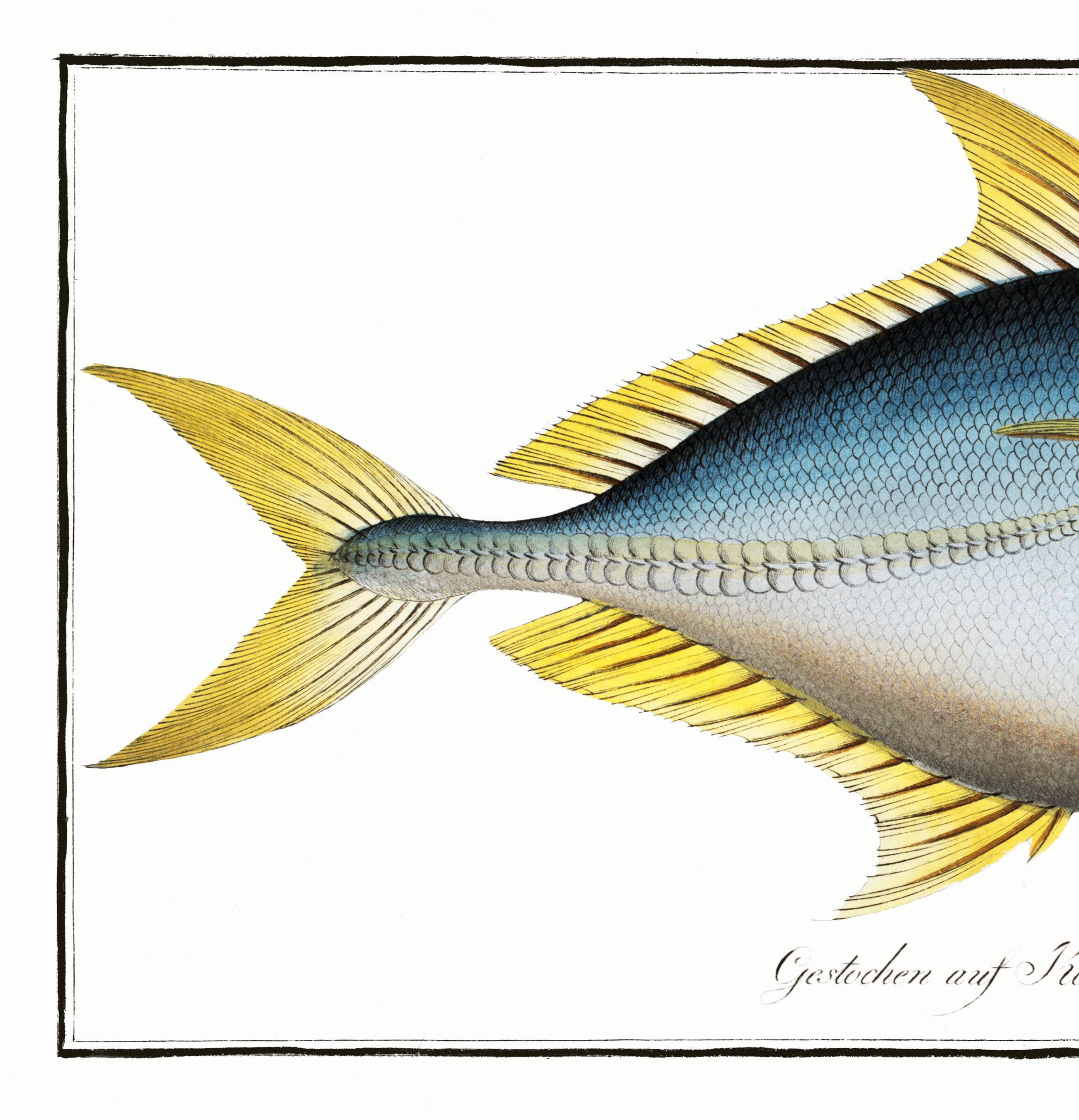 Poster about “the jack”, a fish, based on an old engraving from 1746.
