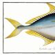 Poster about “the jack”, a fish, based on an old engraving from 1746.
