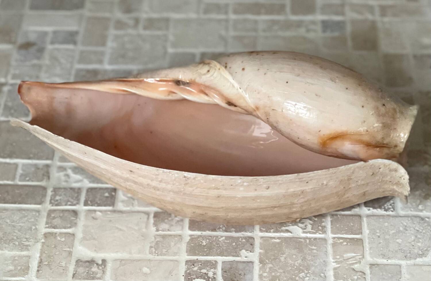 Large Melo Amphora seashell.