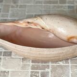 Large Melo Amphora seashell.
