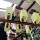Scandinavian-style teak suspension