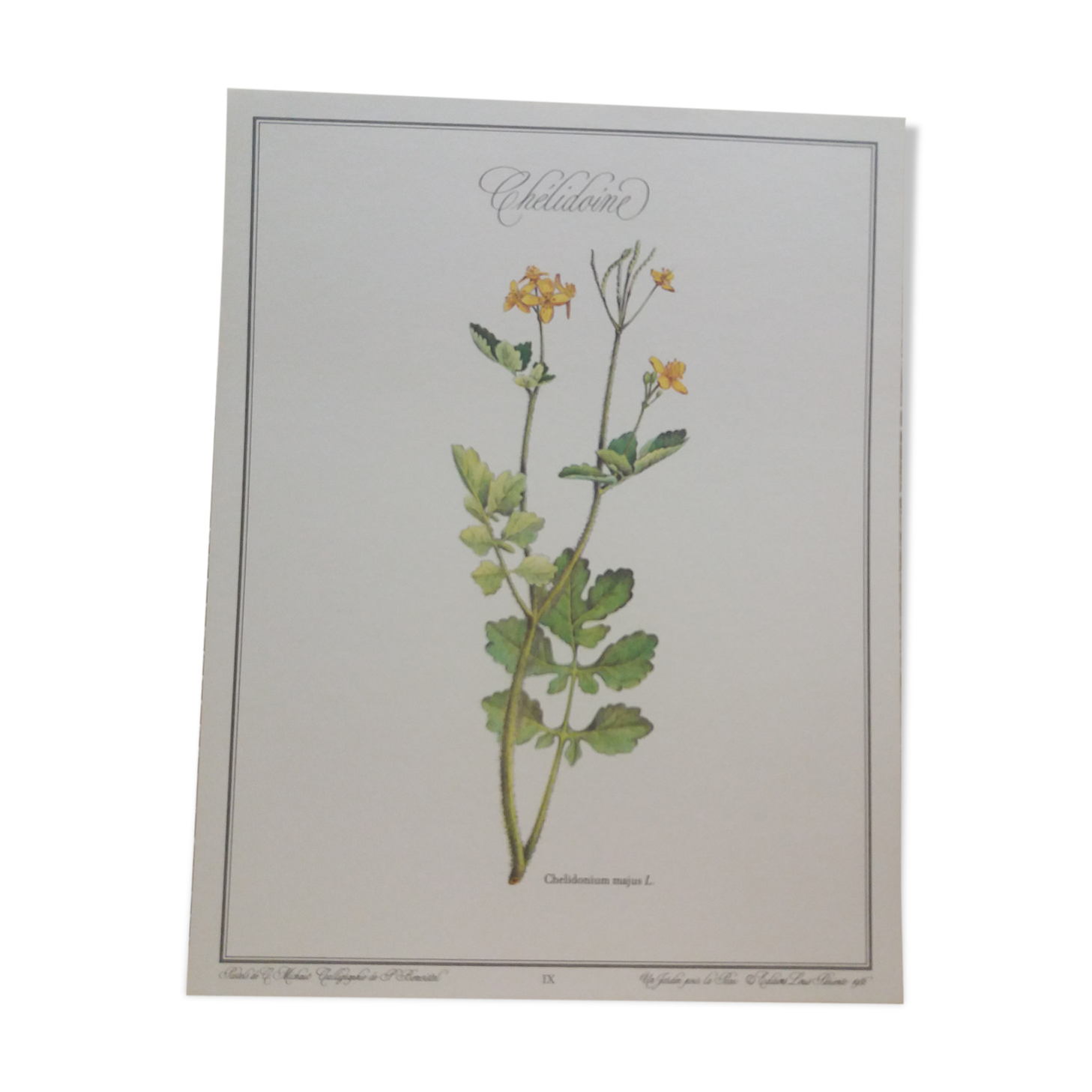 Botanical plank "Chélidoine"