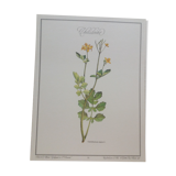 Botanical plank "Chélidoine"