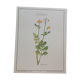 Botanical plank "Chélidoine"
