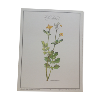 Planche botanique "Chélidoine"