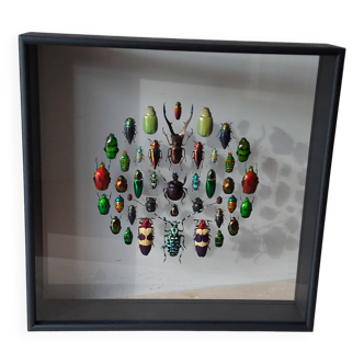 Naturalized insect frame: Round mosaic of beetles