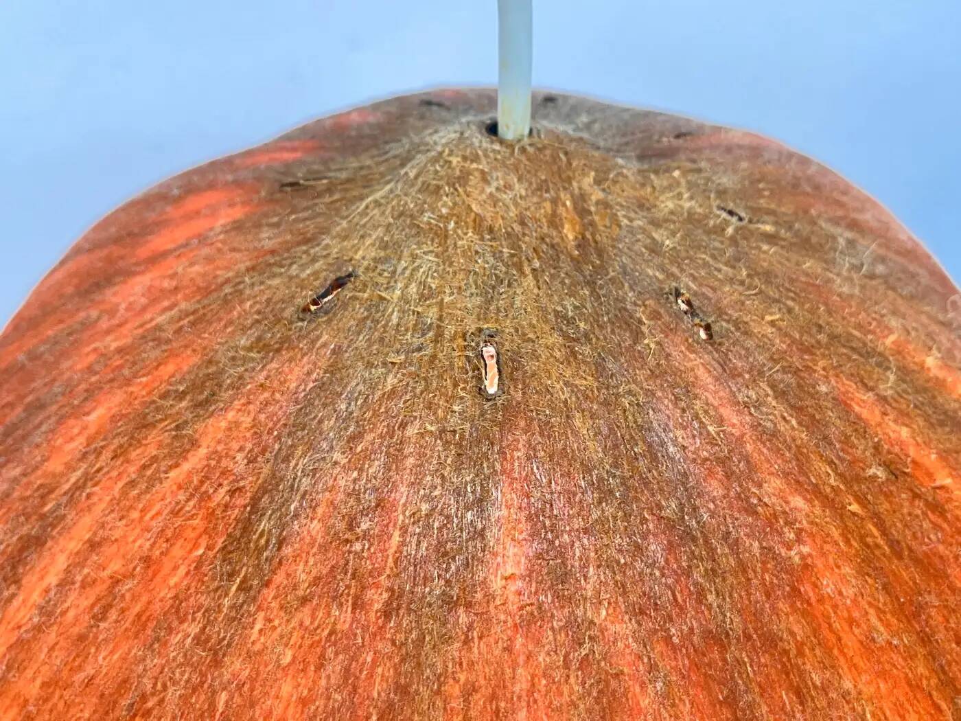 Beautiful design midcentury cocoon resin pendant, 1950s