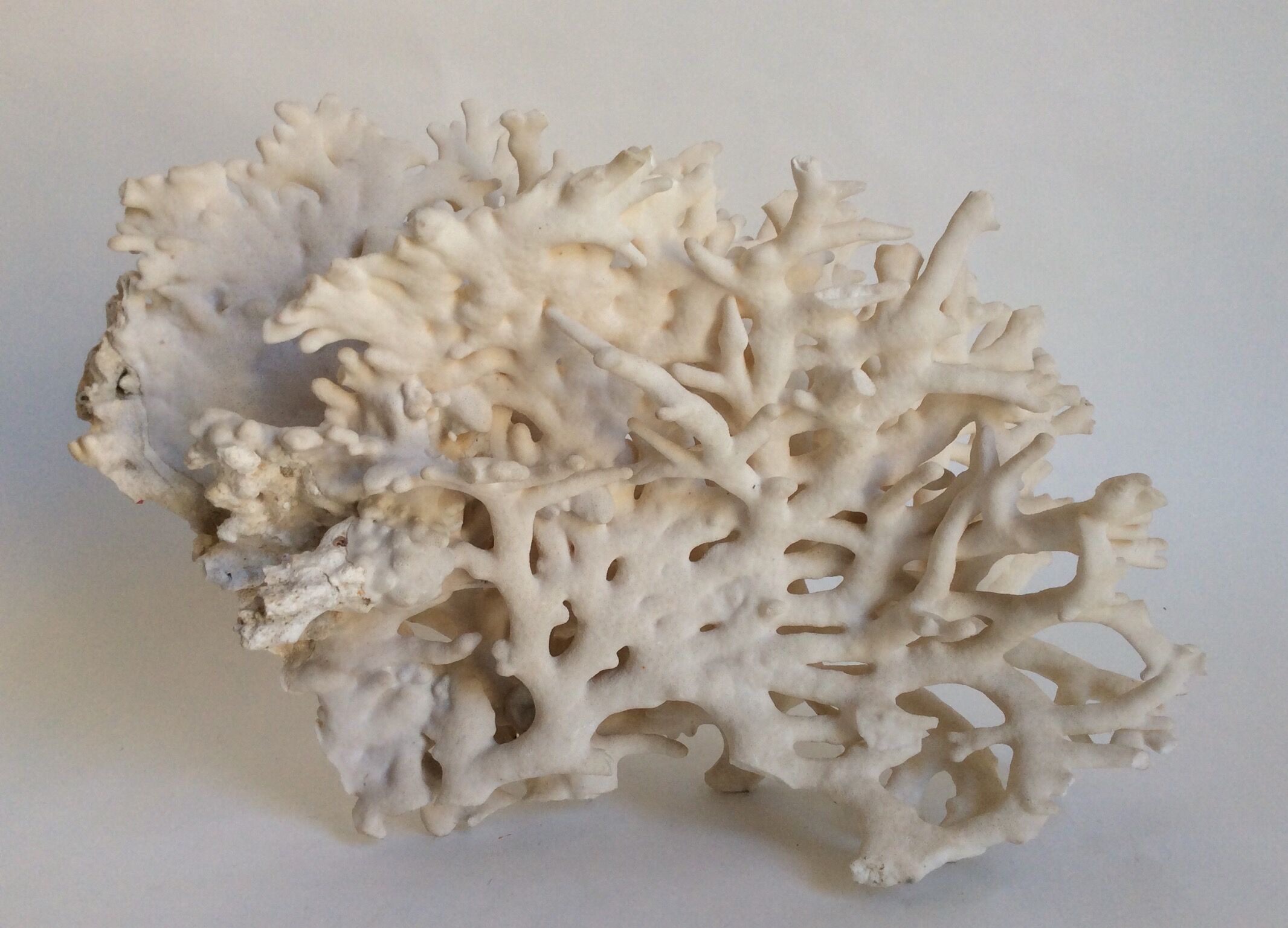 Corail blanc ancien