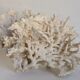 Corail blanc ancien