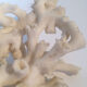 Ancient coral
