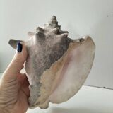 Ancient lambis strombe shell.