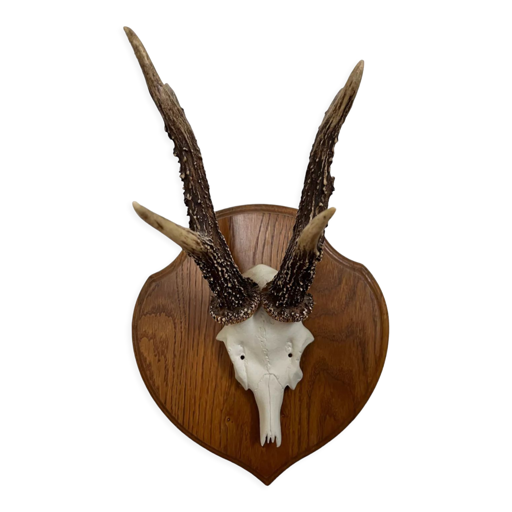 Vintage trophy deer antler