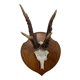 Vintage trophy deer antler