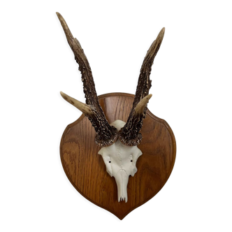 Vintage trophy deer antler