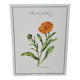 Botanical board Garden Marigold