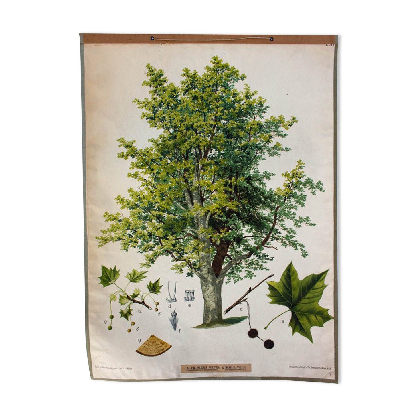Displays Abele tree by Joh. Senator Kautsky and g. c. Beck for a. Pichlers widow & Sohn 1886