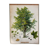 Affiche Abele arbre par Joh. Le sénateur Kautsky et G. c. Beck pour a. Pichlers Witwe & Sohn 1886