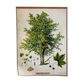 Affiche Abele arbre par Joh. Le sénateur Kautsky et G. c. Beck pour a. Pichlers Witwe & Sohn 1886