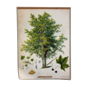 Affiche Abele arbre par Joh. Le sénateur Kautsky et G. c. Beck pour a. Pichlers Witwe & Sohn 1886