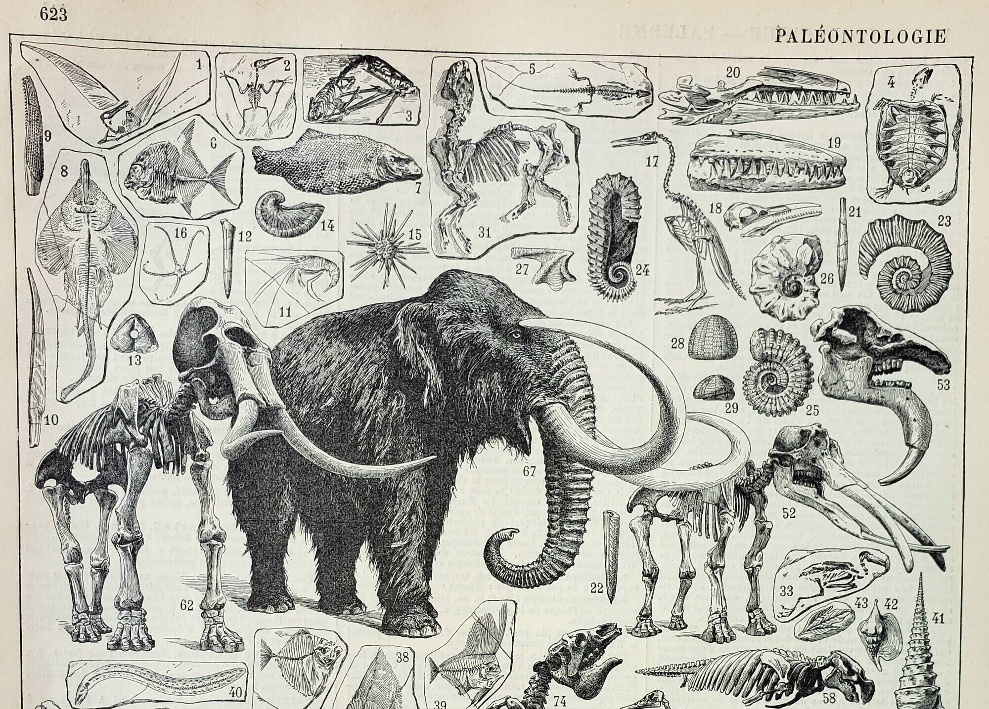 Old engraving 1898, Paleontology 2, prehistory • Lithograph, Original plate