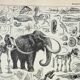Old engraving 1898, Paleontology 2, prehistory • Lithograph, Original plate