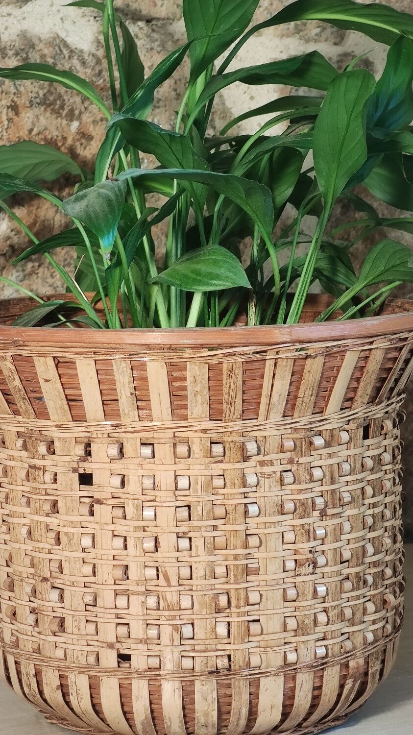 Rattan plant pot