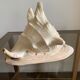 Shell horned helmet 25 cm