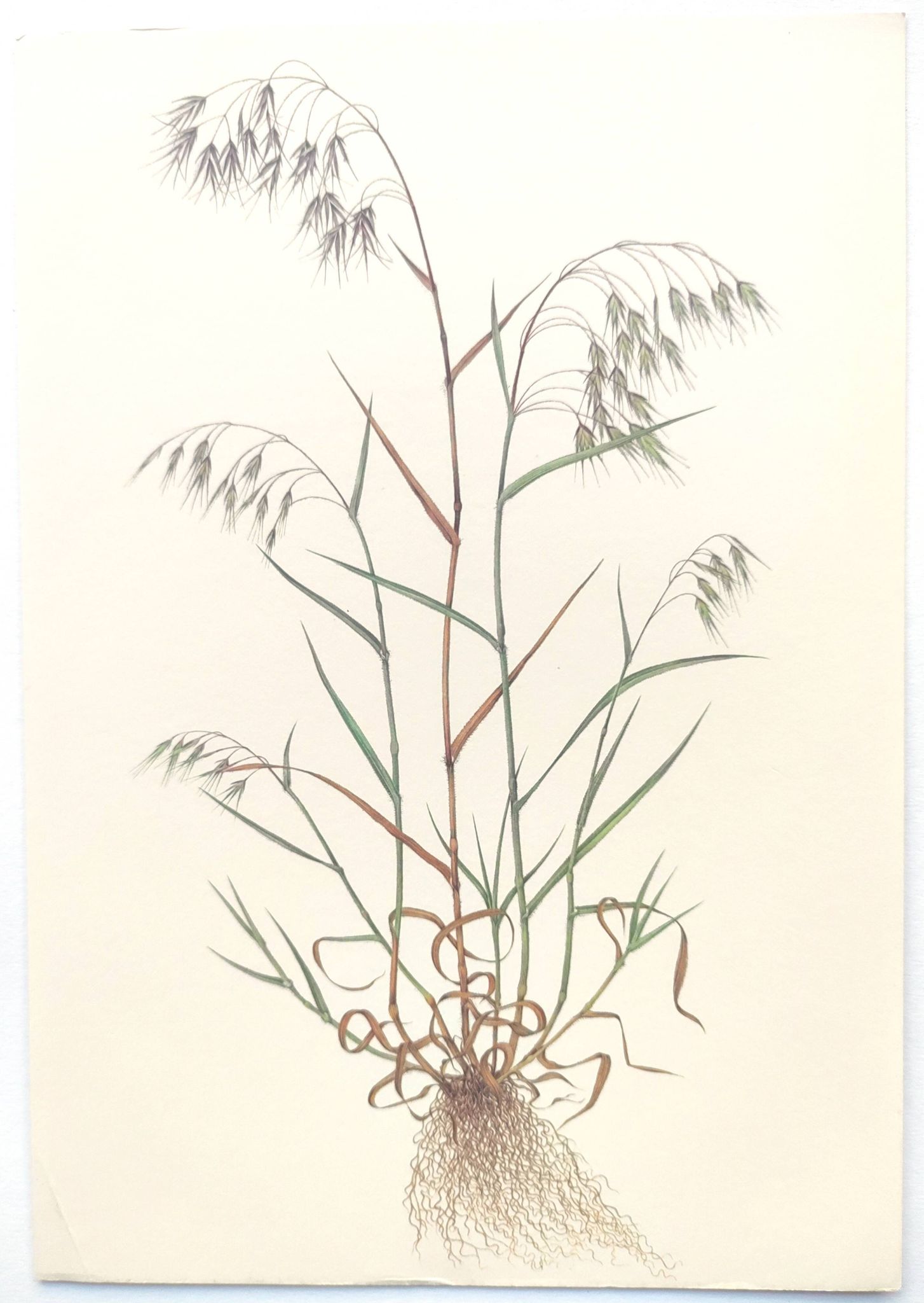 Planche botanique vintage - Vulpin des champs - Gravure de plante