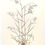 Vintage botanical board - Field foxtail - Plant engraving
