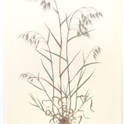 Planche botanique vintage - Vulpin des champs - Gravure de plante