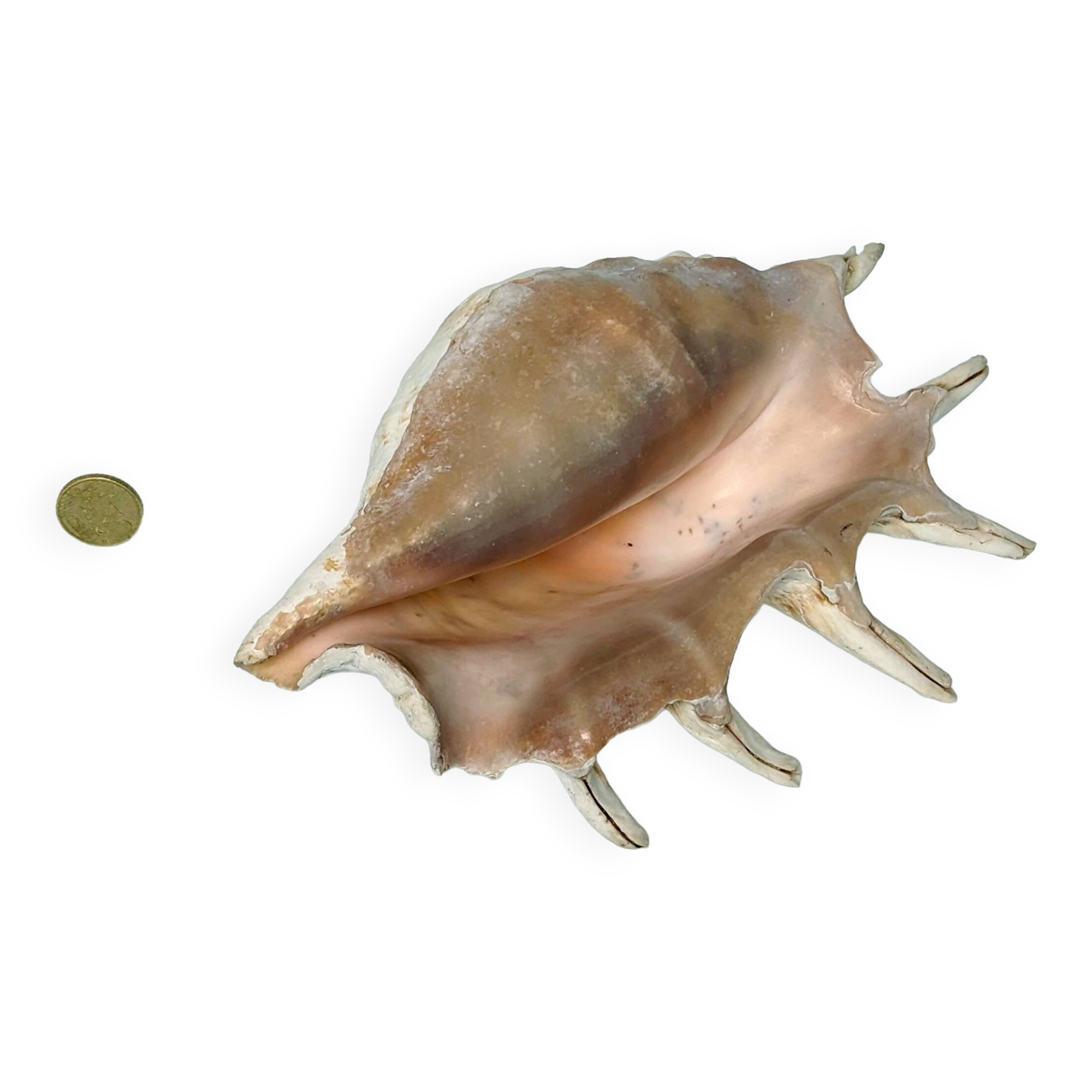 Large pink shell - Large Lambis - Strombidae - Lambis Truncata with 7 digitizations