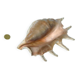 Large pink shell - Large Lambis - Strombidae - Lambis Truncata with 7 digitizations