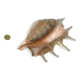 Large pink shell - Large Lambis - Strombidae - Lambis Truncata with 7 digitizations