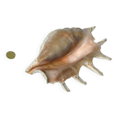 Large pink shell - Large Lambis - Strombidae - Lambis Truncata with 7 digitizations