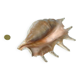 Large pink shell - Grand Lambis - Strombidae - Lambis Truncata with 7 digitization​s