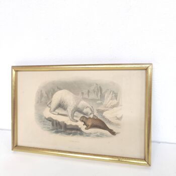 Zoological board engraving Buffon white bear and seal gilded wood frame