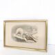 Zoological board engraving Buffon white bear and seal gilded wood frame