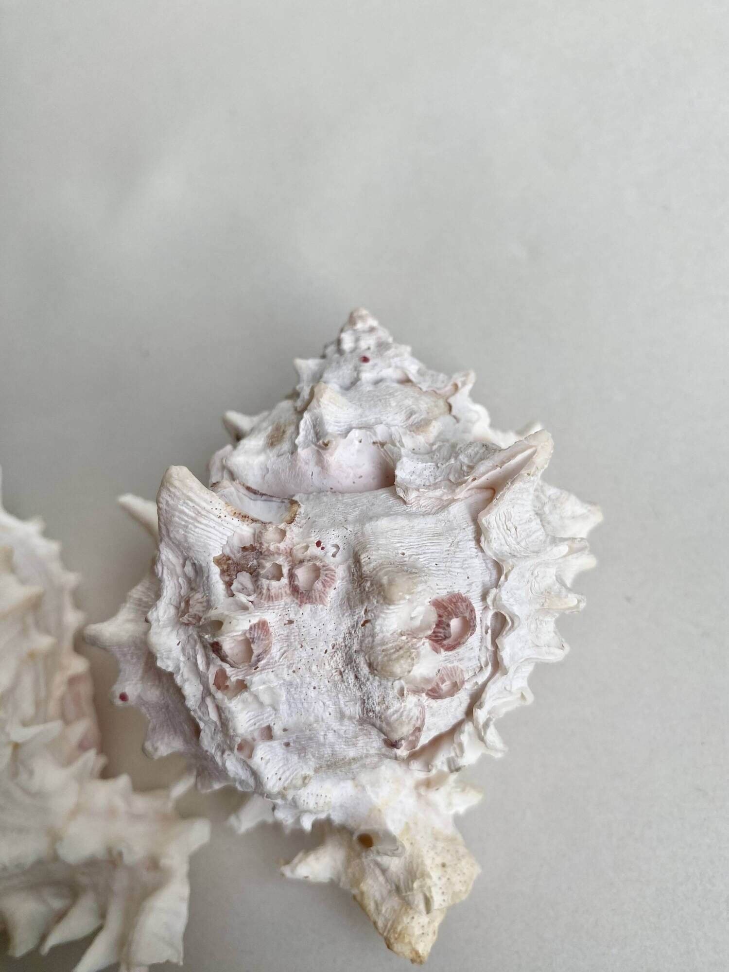 Set Murex Rameux shells