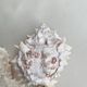 Set Murex Rameux shells