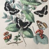 Botanical posters and butterflies 1876