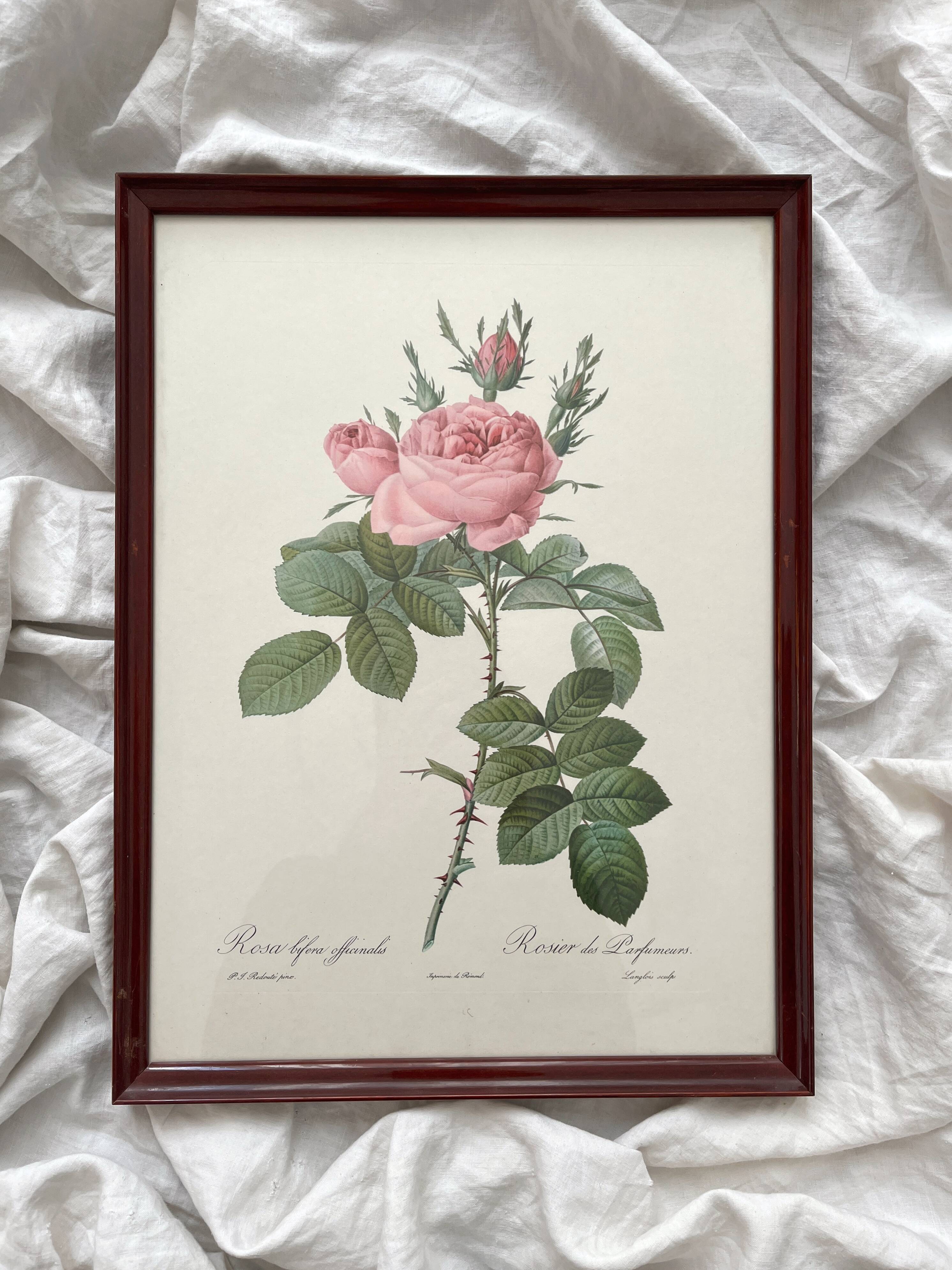 Pierre-Joseph Redout、The Roses3、希少画集画 Pierre-Joseph Redout、The Roses3、希少画集画 Pierre-Joseph