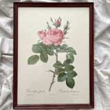 Framed lithograph roses Pierre Joseph Redouté, vintage botanical poster