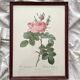 Framed lithograph of roses by Pierre Joseph Redouté, vintage botanical poster